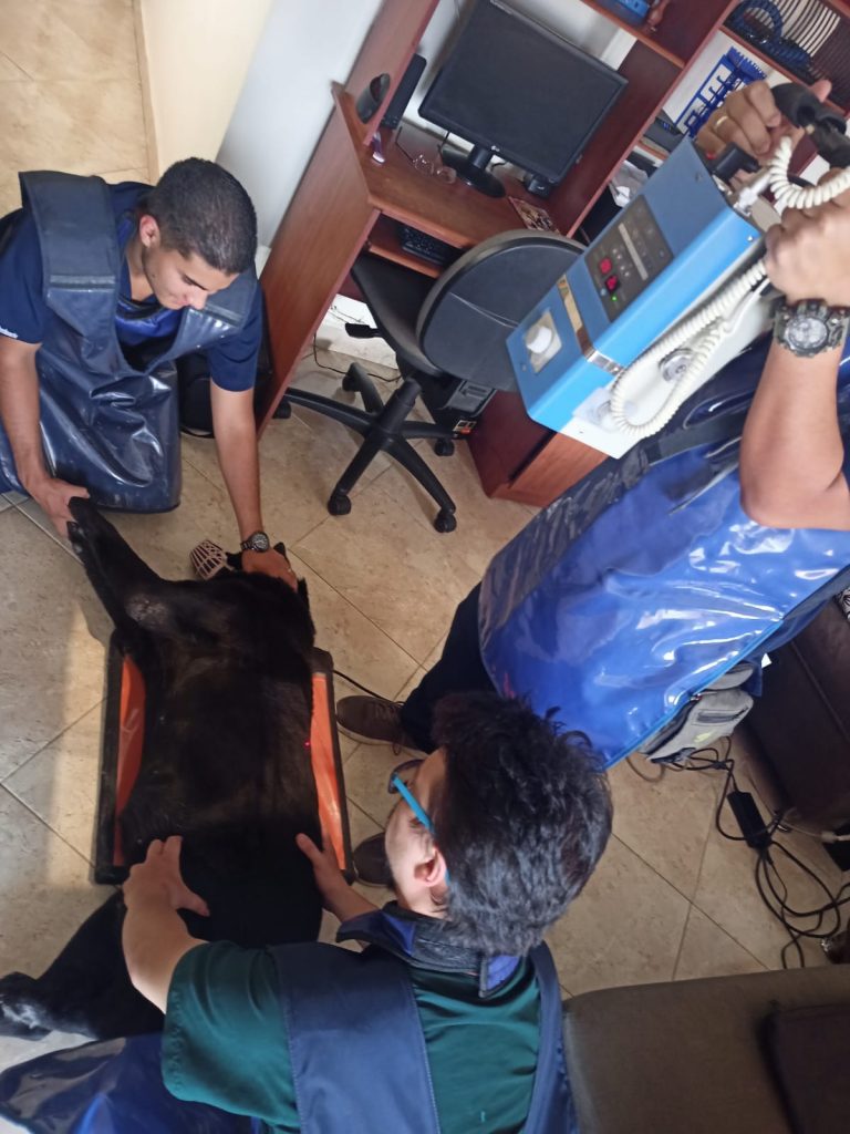 veterinarios atención rx