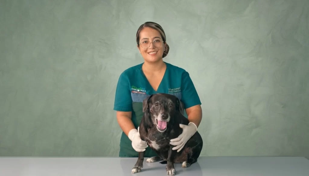 clinicalvet veterinaria